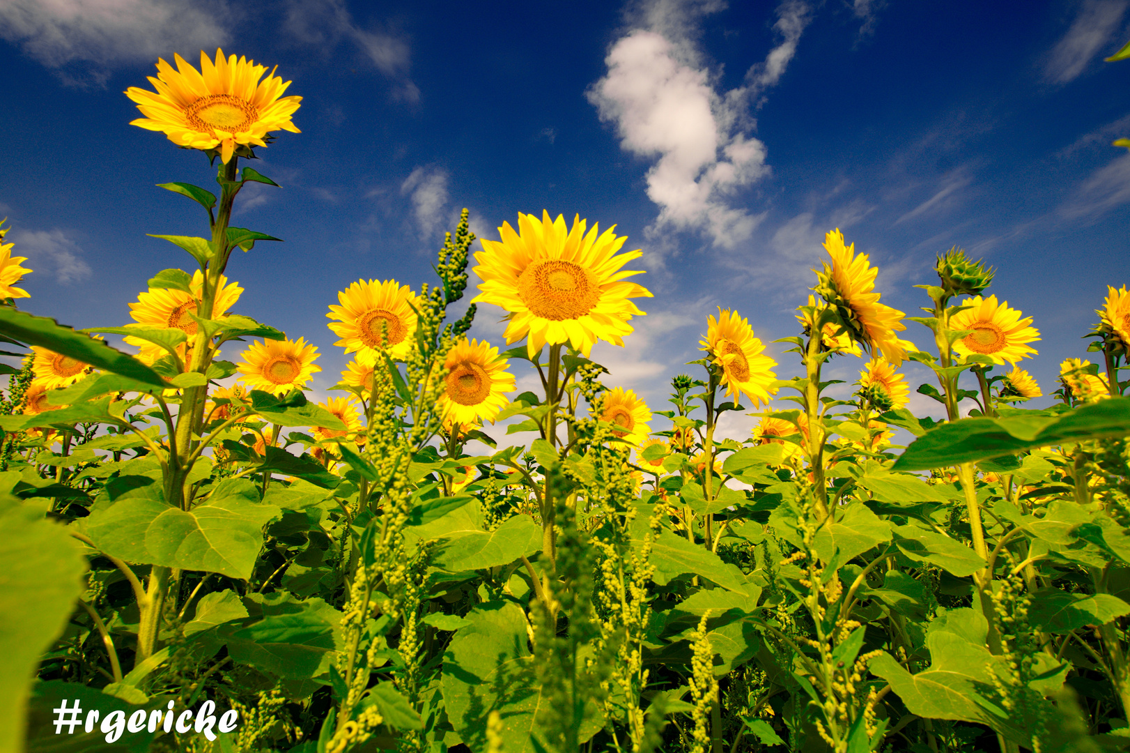 Sonnenblume