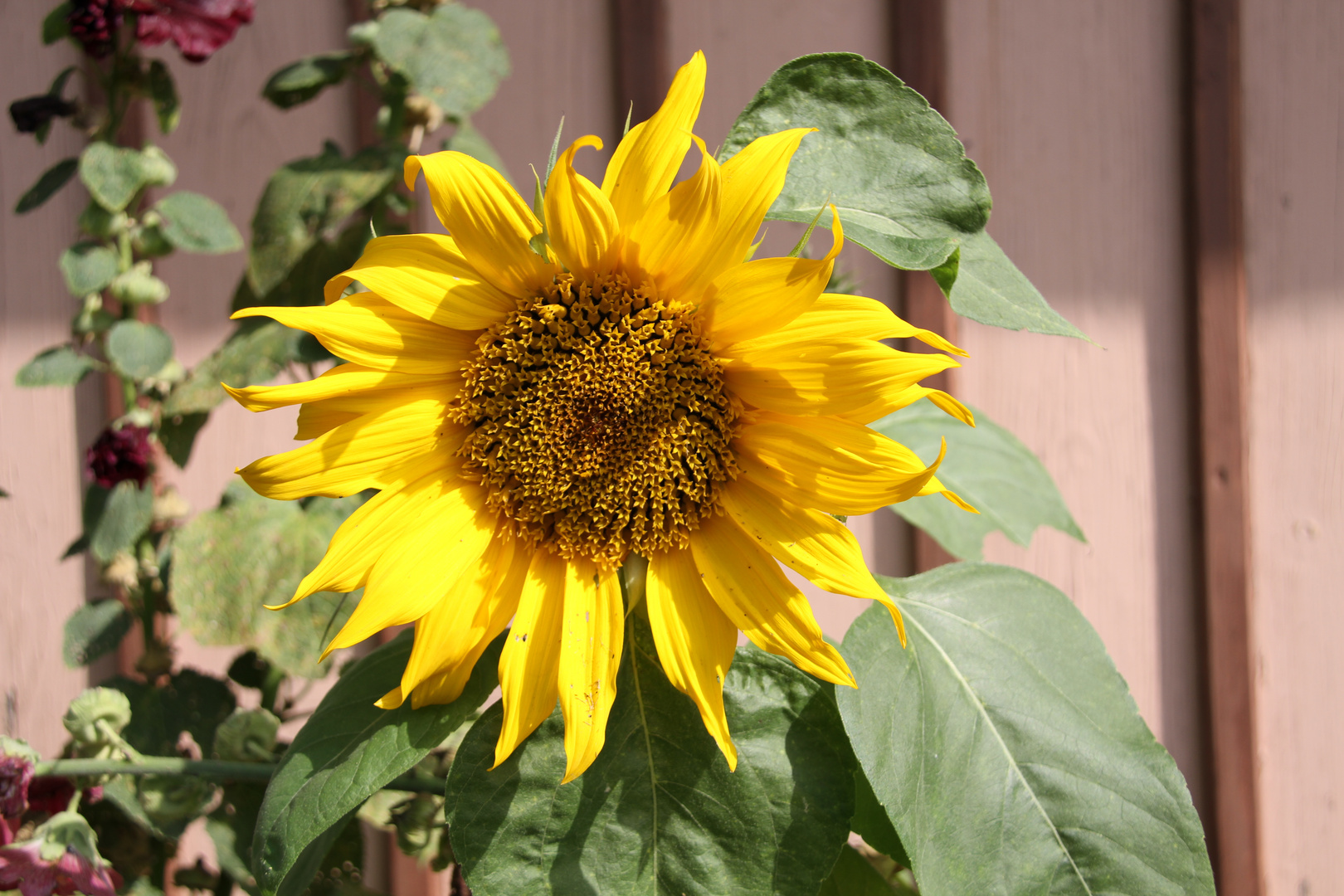 Sonnenblume 3