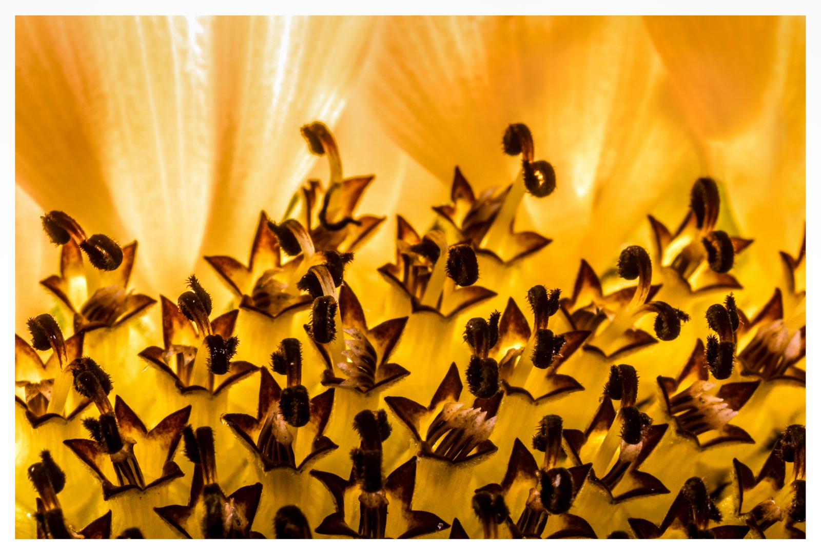 Sonnenblume (3)