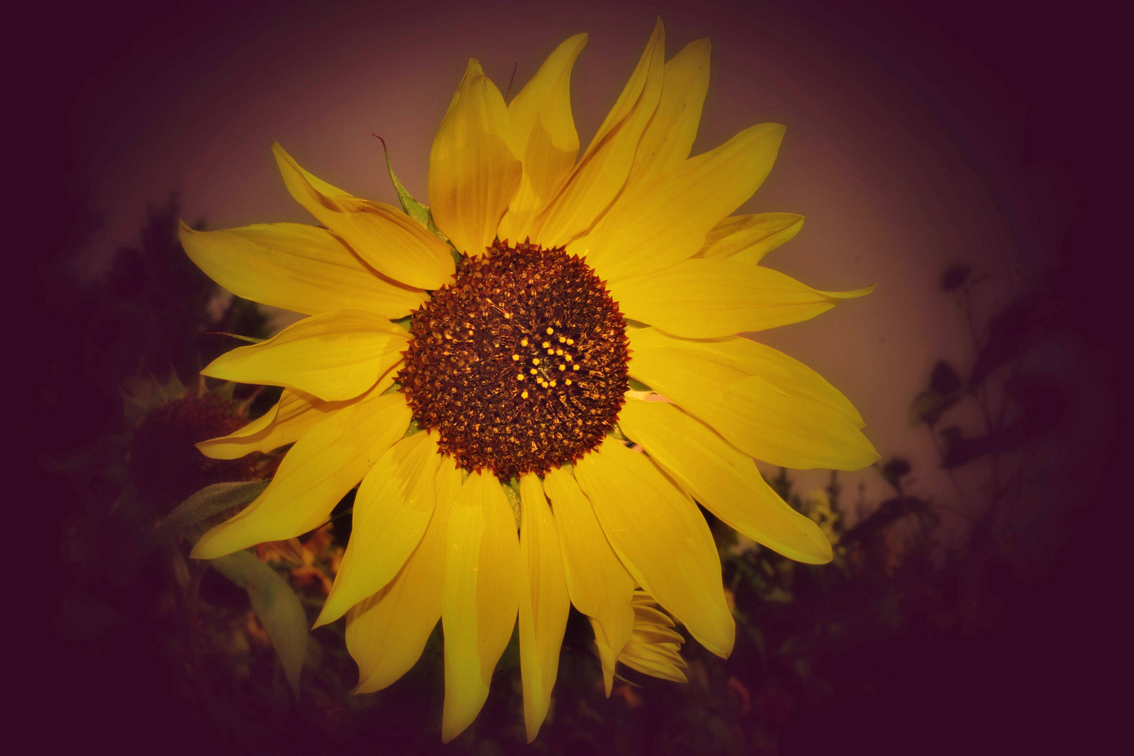 Sonnenblume 3