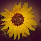 Sonnenblume 3