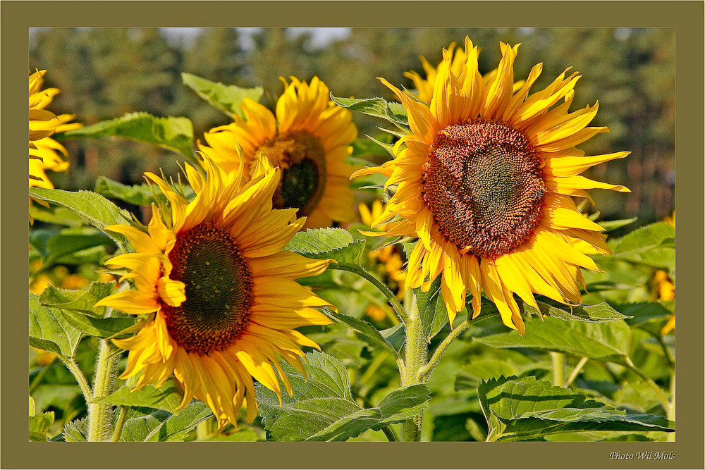 Sonnenblume 3