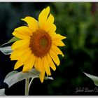 Sonnenblume