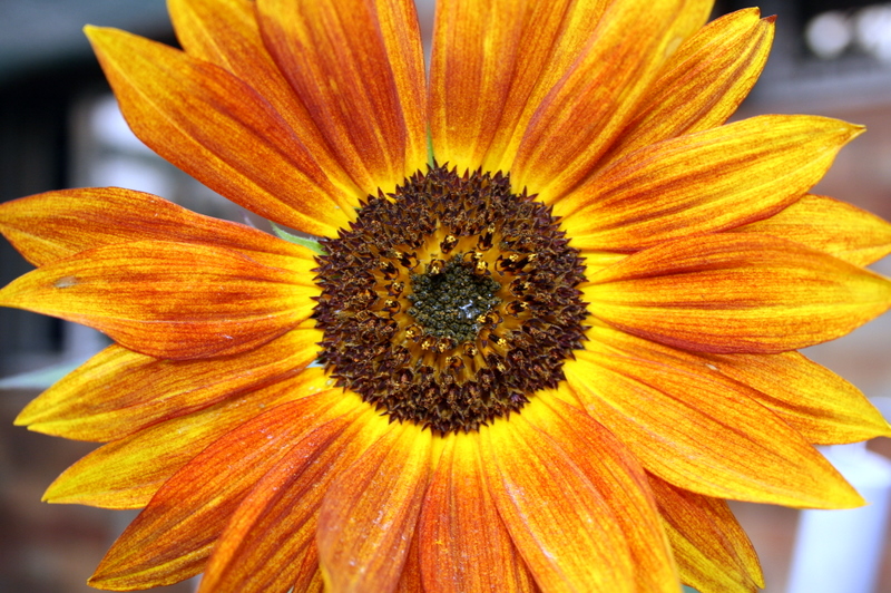 sonnenblume