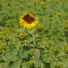 Sonnenblume 