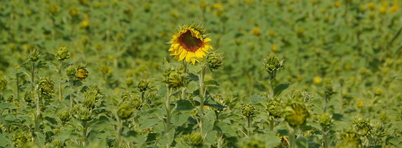 Sonnenblume 