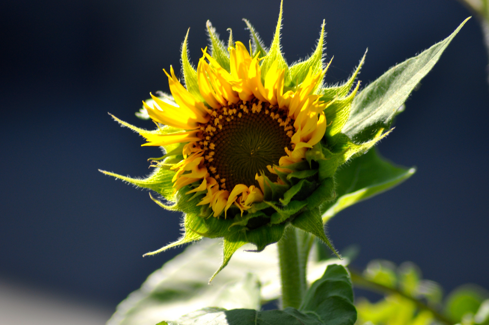 Sonnenblume 