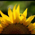 Sonnenblume