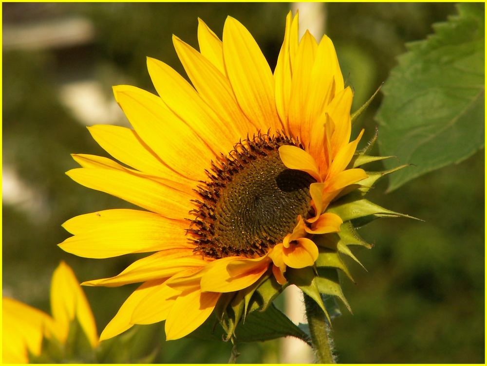 Sonnenblume Foto & Bild pflanzen, pilze & flechten, blüten