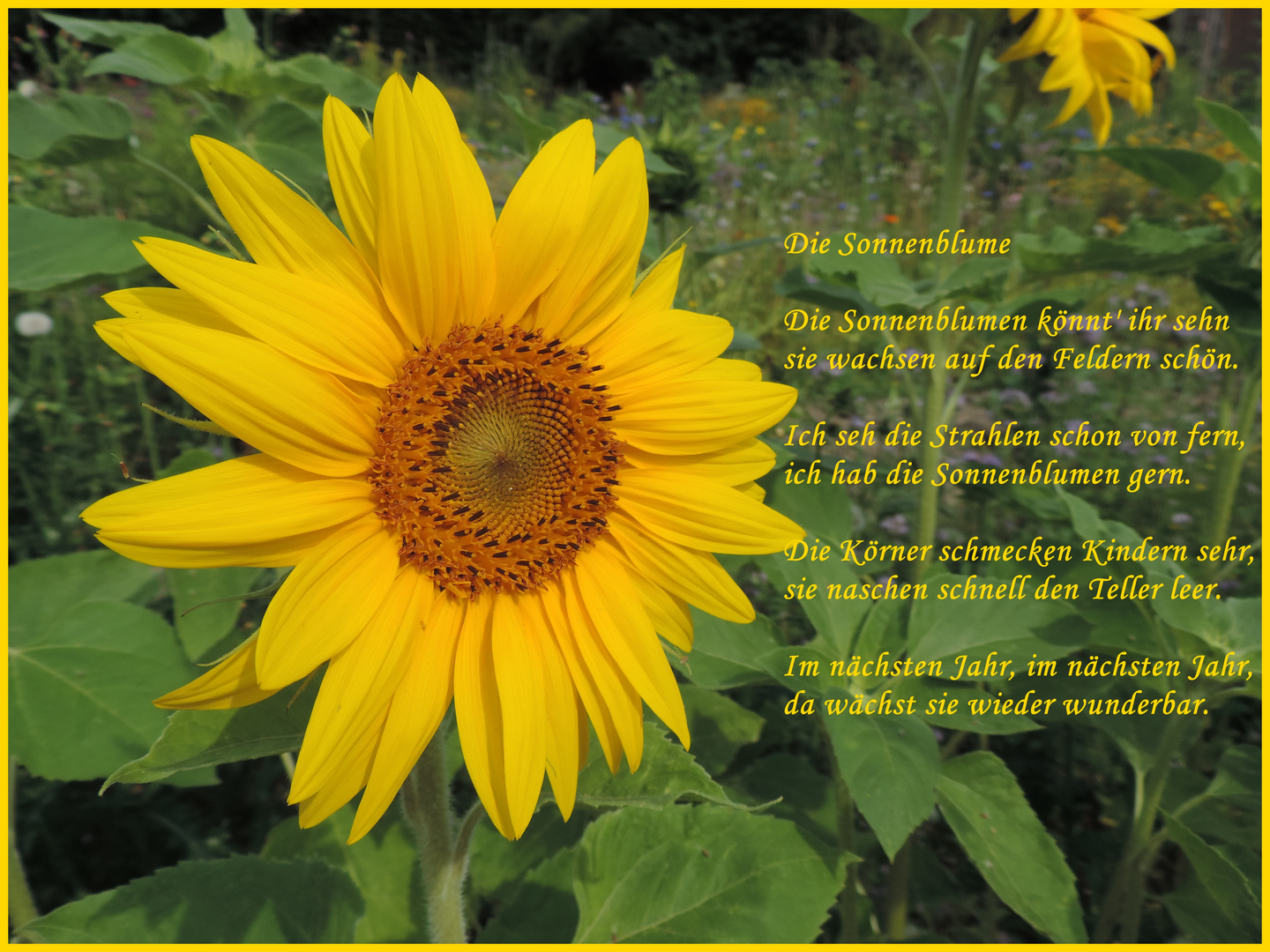 Sonnenblume Foto & Bild pflanzen, pilze & flechten, blüten