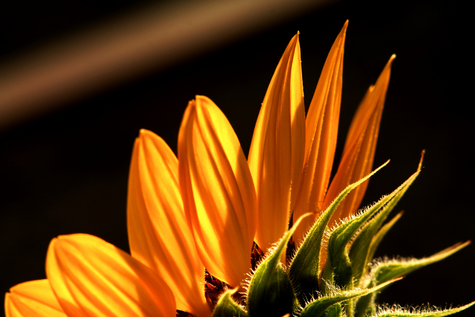 Sonnenblume