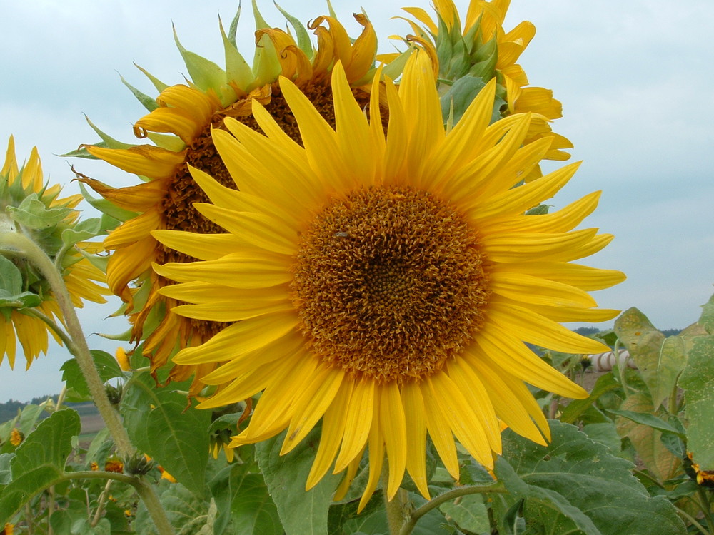 sonnenblume