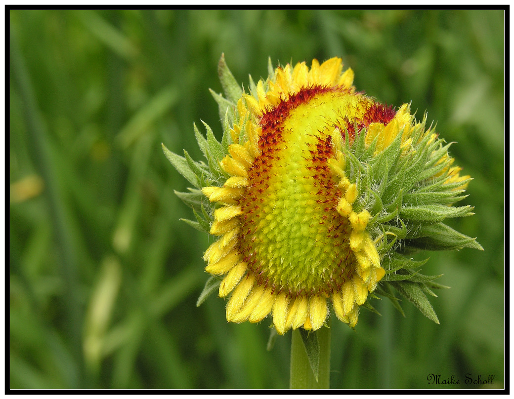 Sonnenblume???