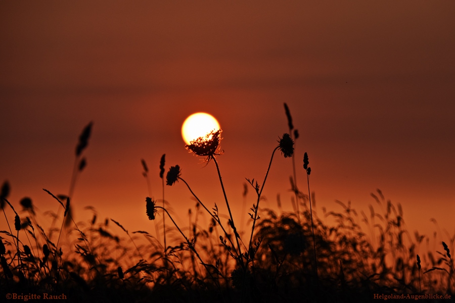 Sonnenblume