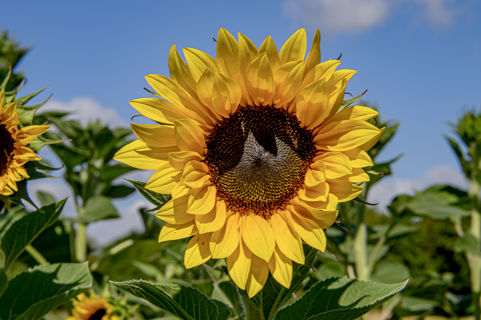 Sonnenblume... Foto & Bild pflanzen, pilze & flechten, landschaft