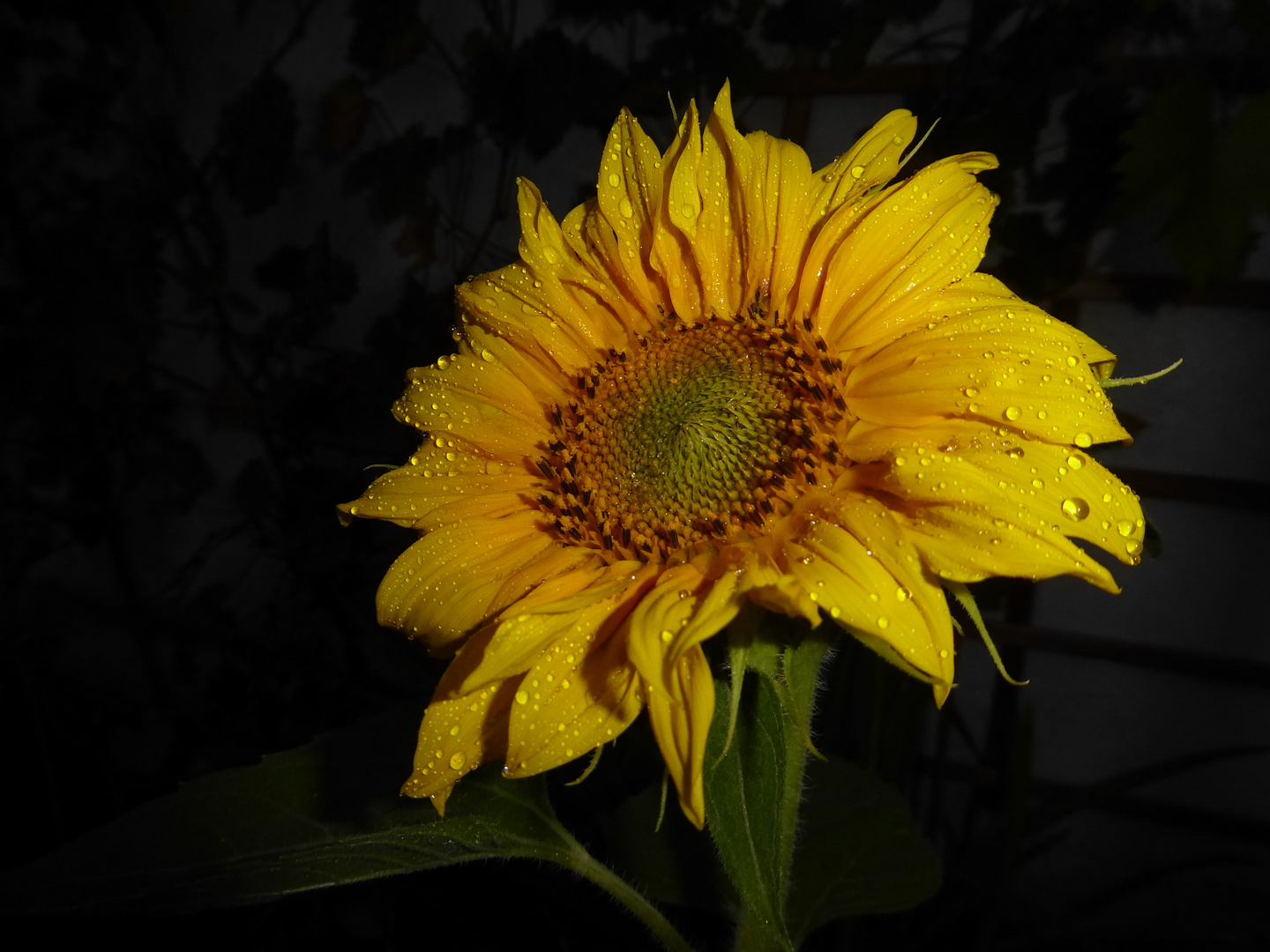 Sonnenblume