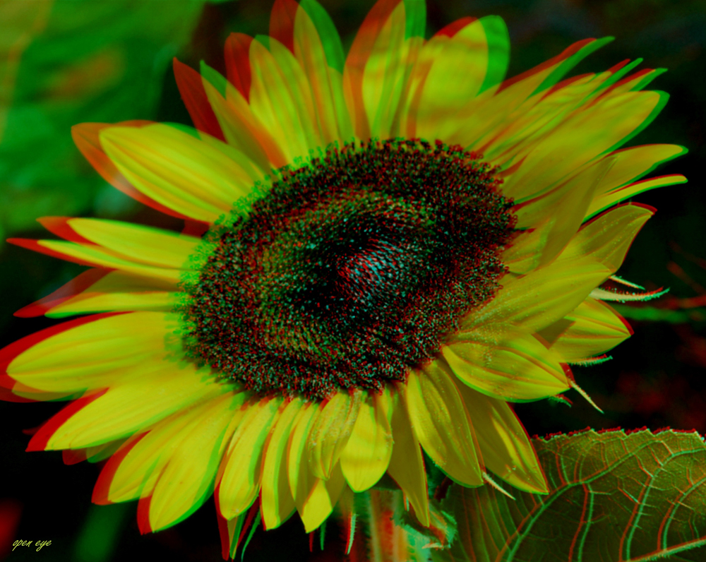 _ SONNENBLUME _