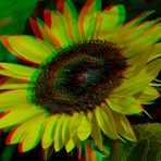 _ SONNENBLUME _