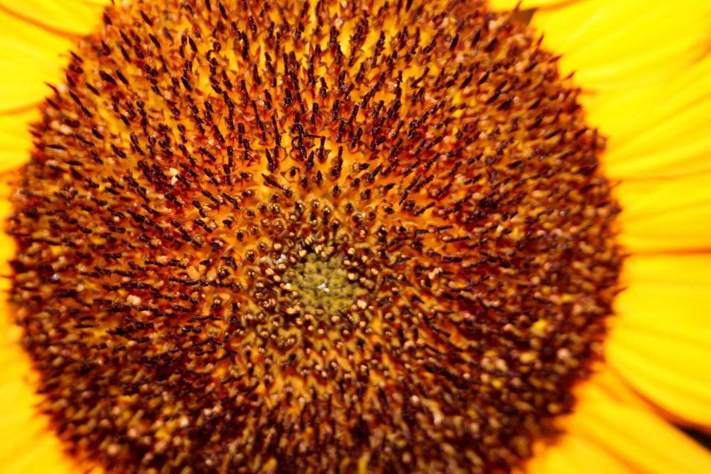 Sonnenblume