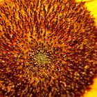 Sonnenblume