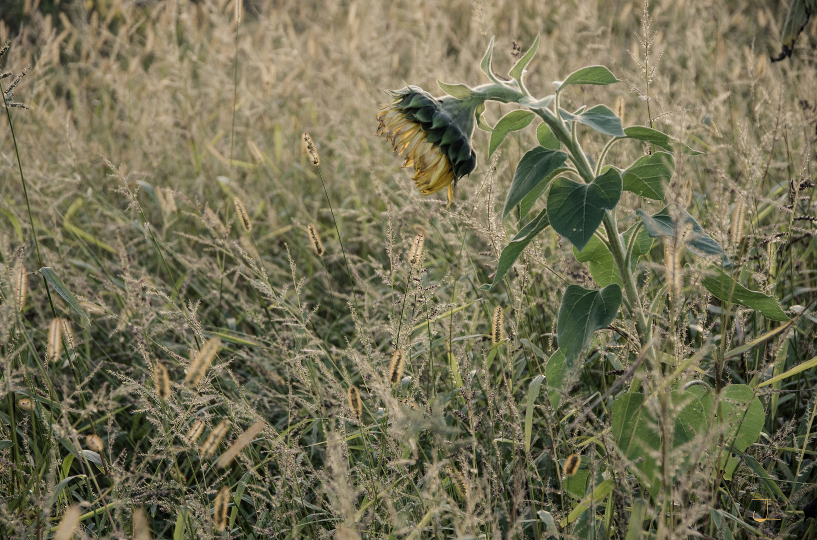 Sonnenblume