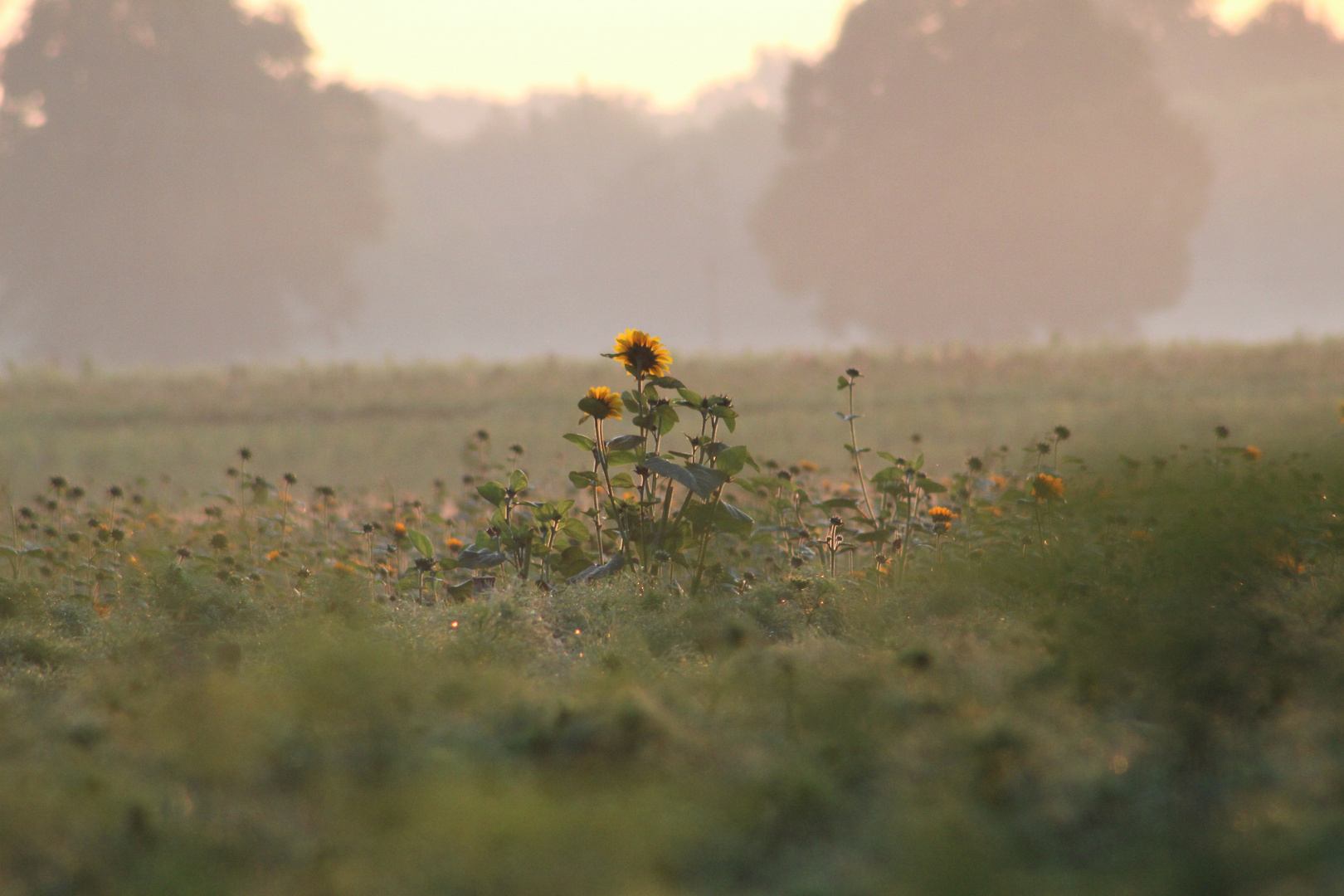 Sonnenblume