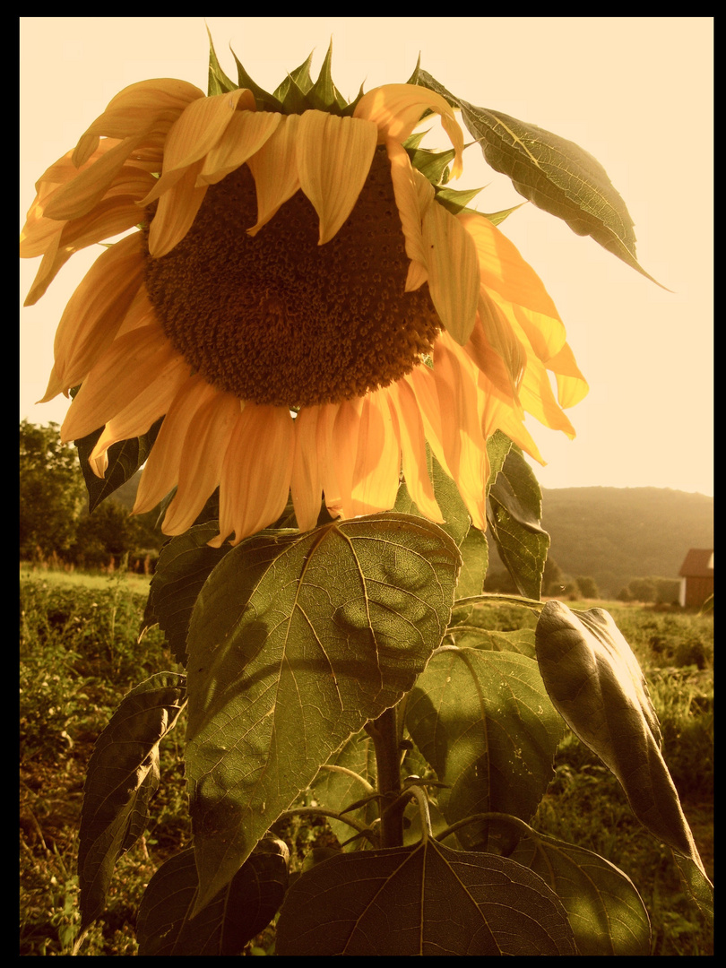 Sonnenblume