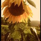 Sonnenblume