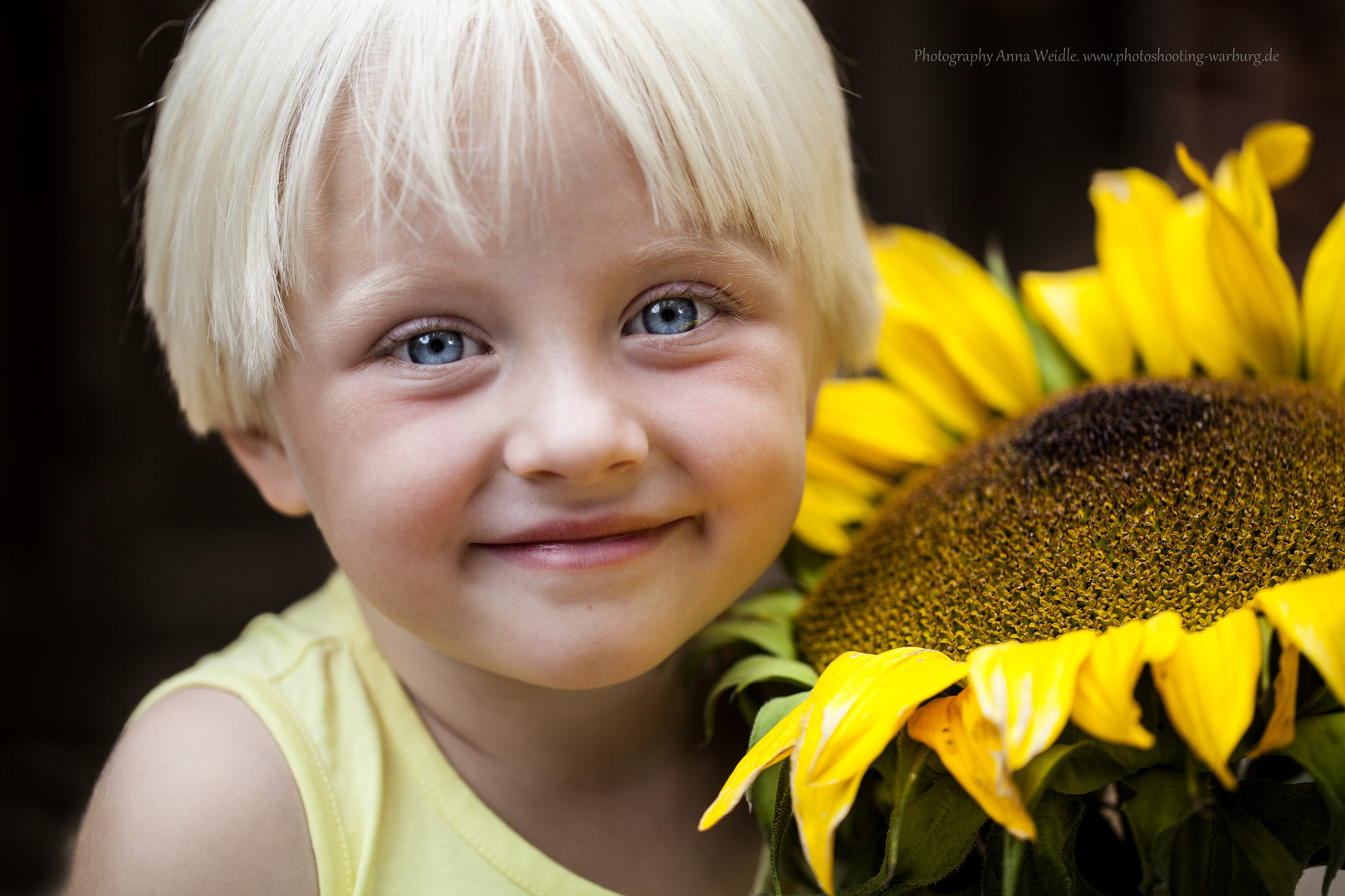 Sonnenblume