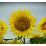 Sonnenblume