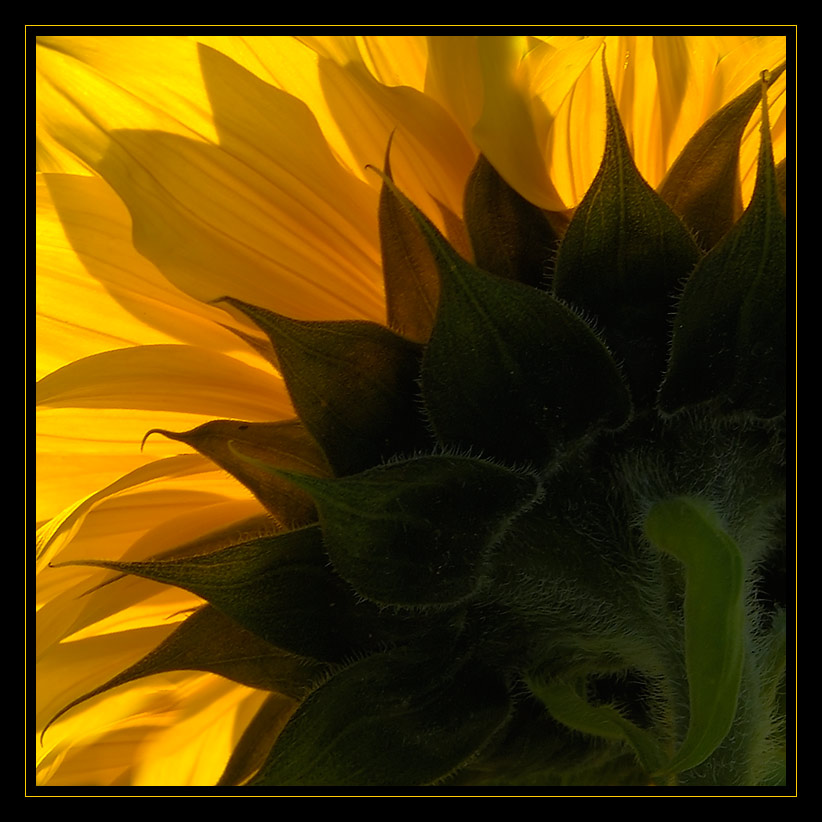 Sonnenblume...