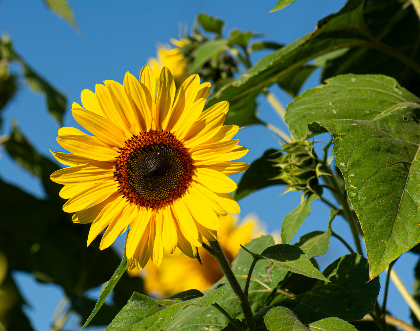 Sonnenblume