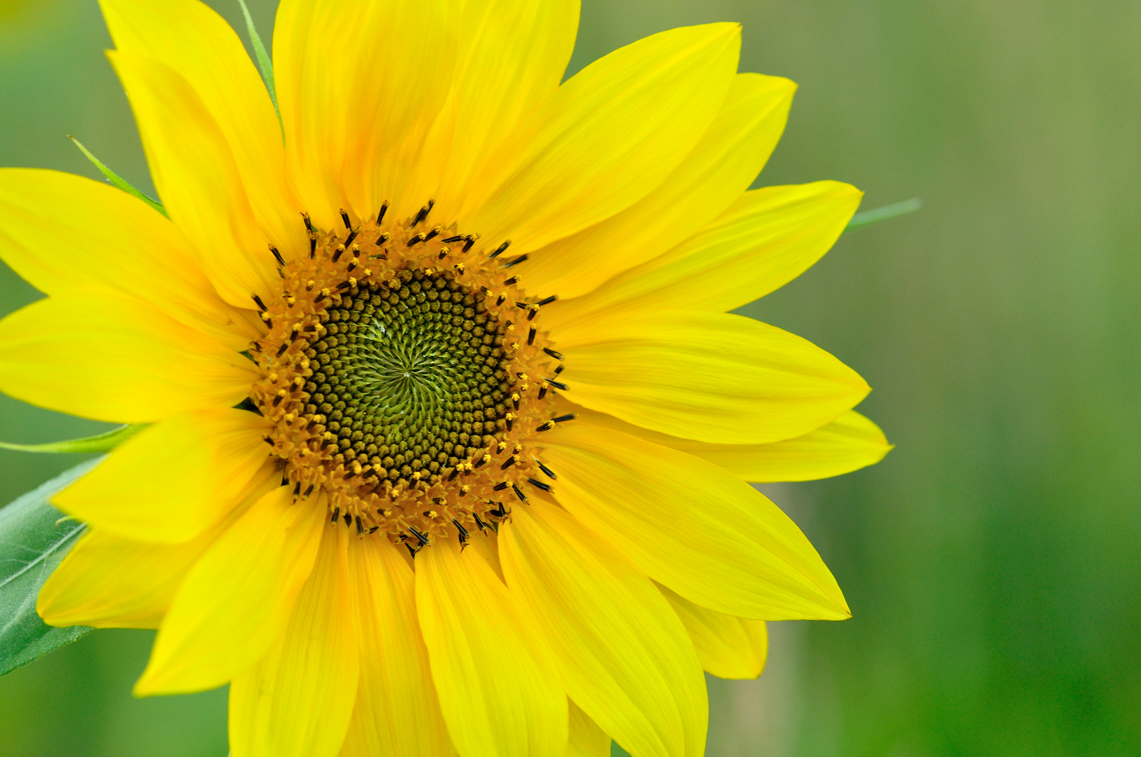 Sonnenblume Foto & Bild | pflanzen, pilze & flechten, blüten