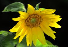 Sonnenblume - 3D Interlaced