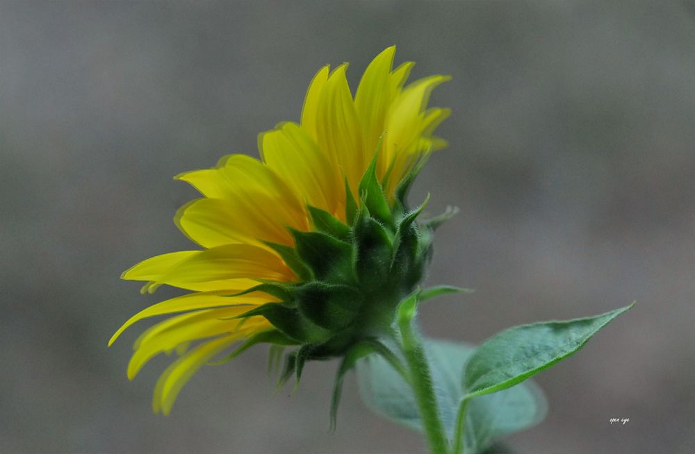Sonnenblume - 3D Interlaced Foto & Bild | world, spezial, outdoor ...