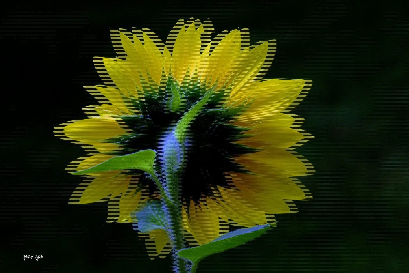 Sonnenblume -  3D Intertlaced Bild an einem Polfilter Monitor oder 3D TV anschauen.