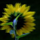 Sonnenblume -  3D Intertlaced Bild an einem Polfilter Monitor oder 3D TV anschauen.