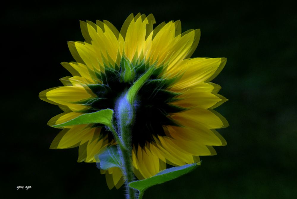 Sonnenblume -  3D Intertlaced Bild an einem Polfilter Monitor oder 3D TV anschauen.
