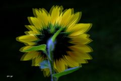 Sonnenblume -  3D Intertlaced Bild an einem Polfilter Monitor oder 3D TV anschauen.