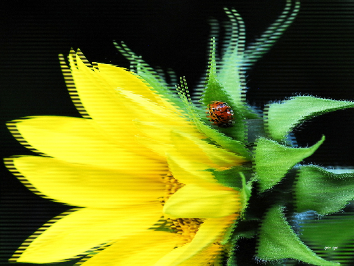 Sonnenblume -  3D Intertlaced Bild an einem Polfilter Monitor oder 3D TV anschauen.