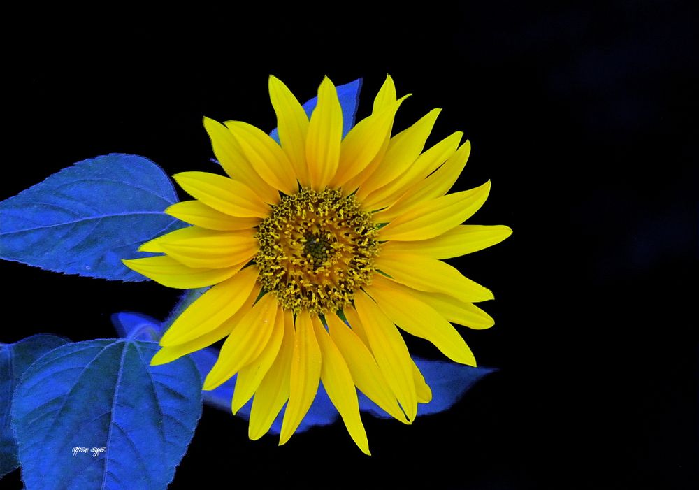 Sonnenblume -  3D Intertlaced Bild an einem Polfilter Monitor oder 3D TV anschauen.