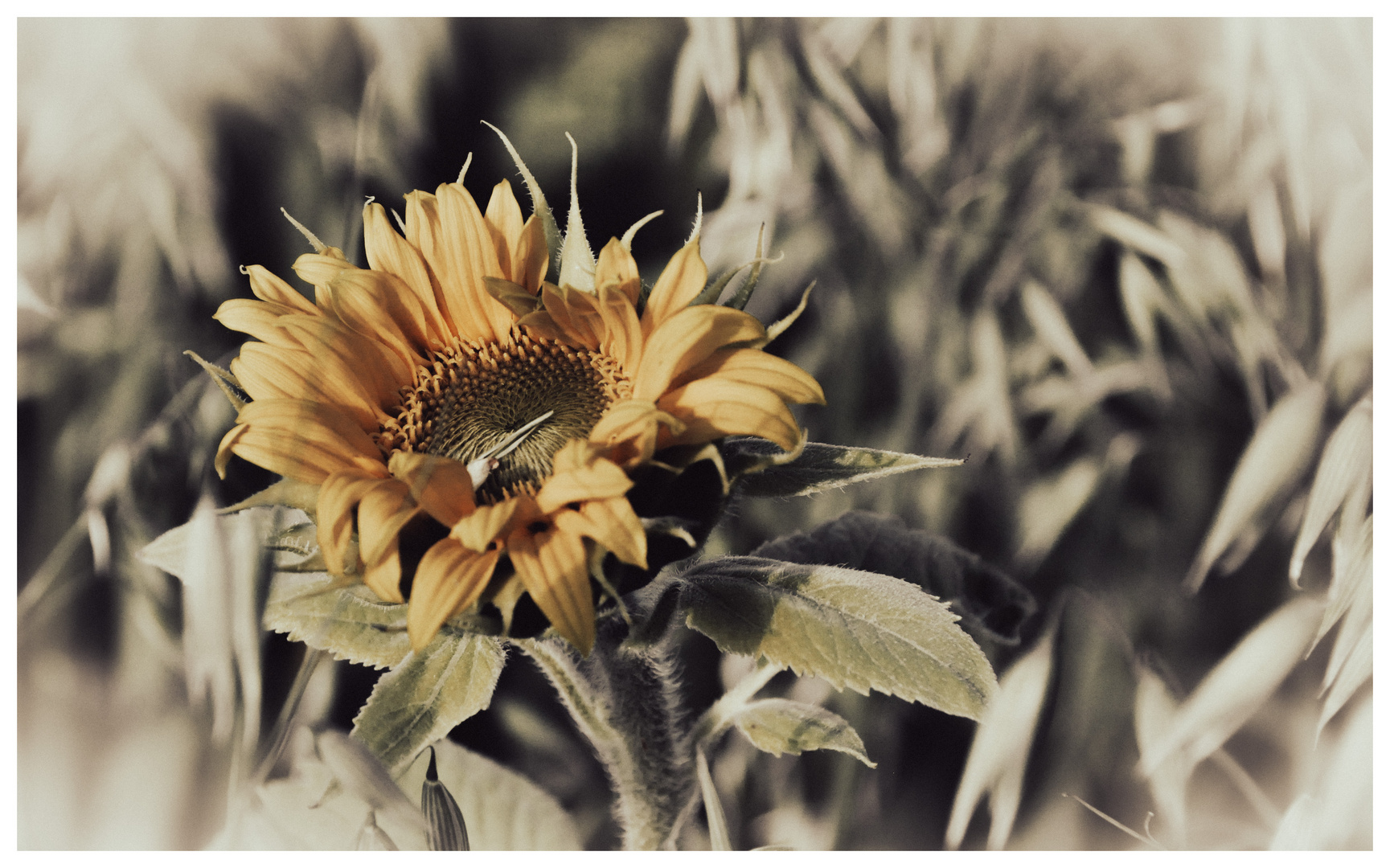 Sonnenblume