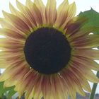 Sonnenblume