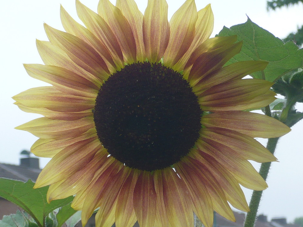 Sonnenblume