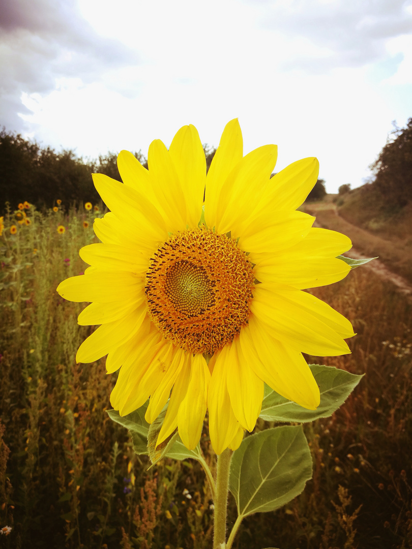 Sonnenblume