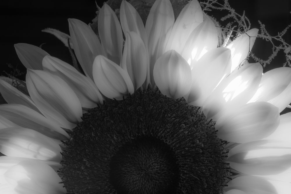 Sonnenblume 4