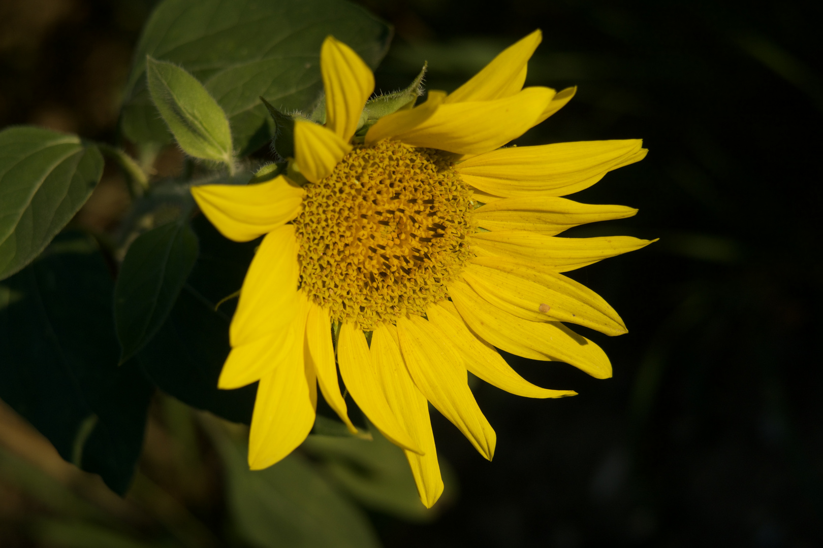 Sonnenblume