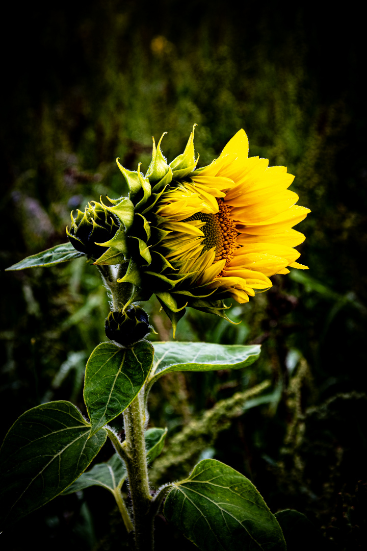 Sonnenblume 