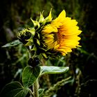 Sonnenblume 