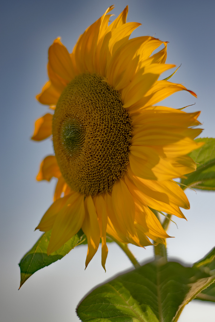 Sonnenblume